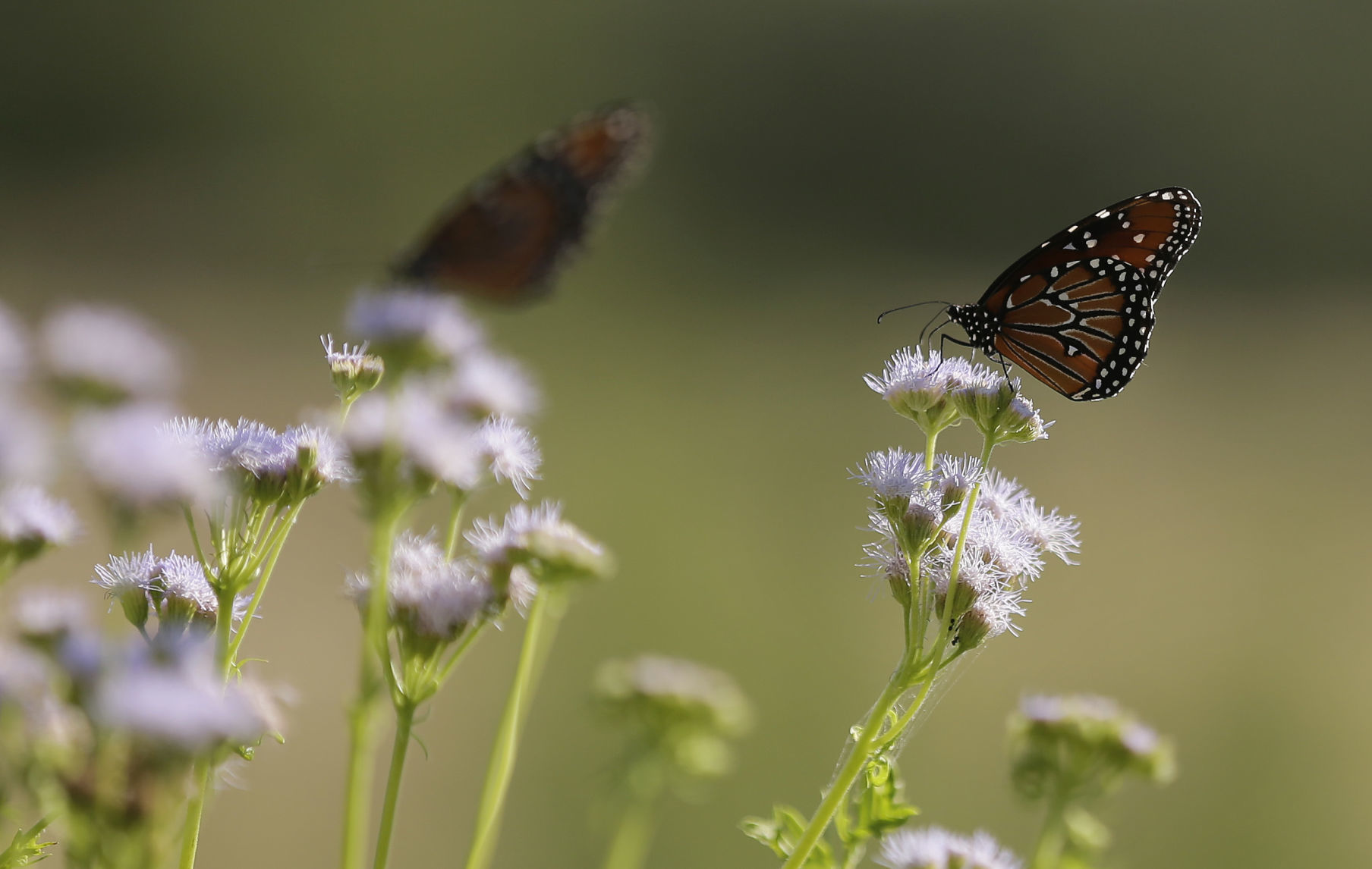 Wildflowers